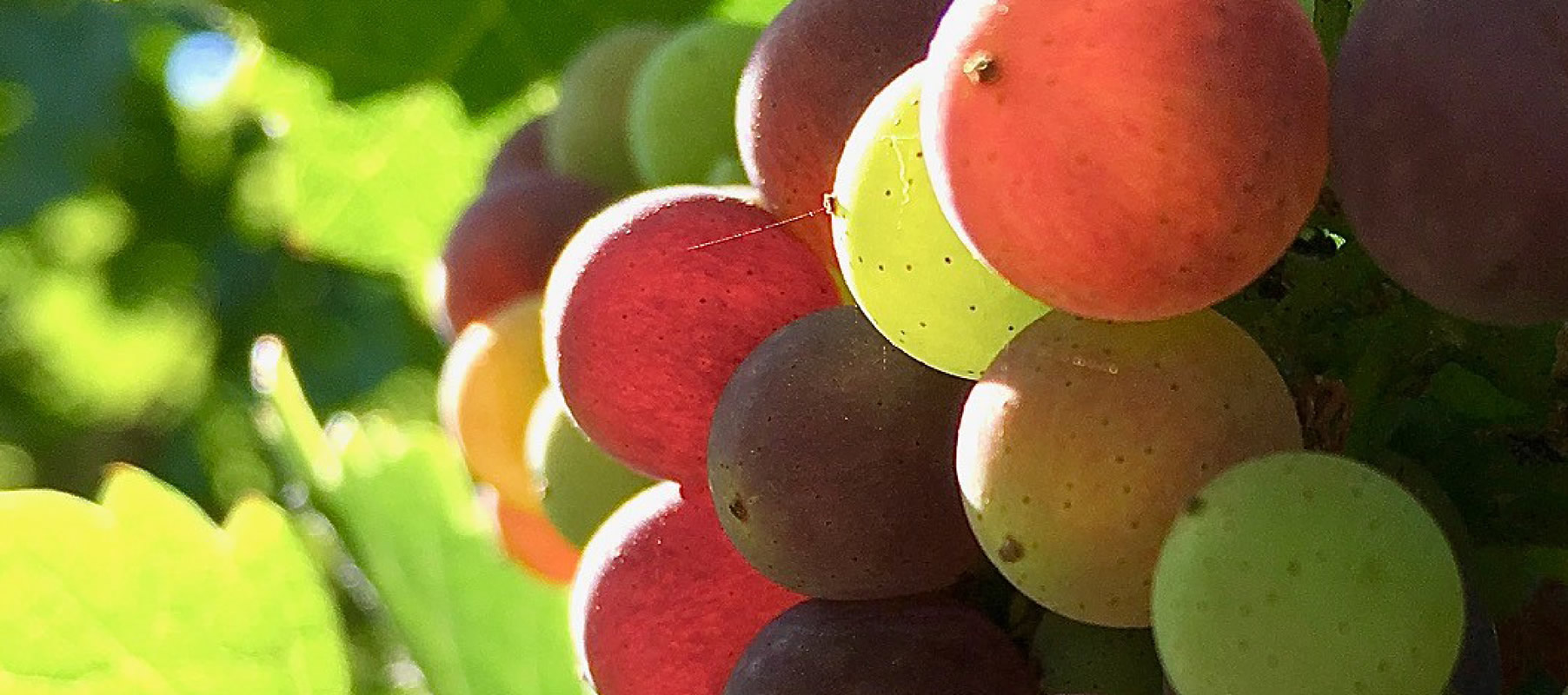 martin-ray-vineyard-and-winery-02-veraison@2x.jpg