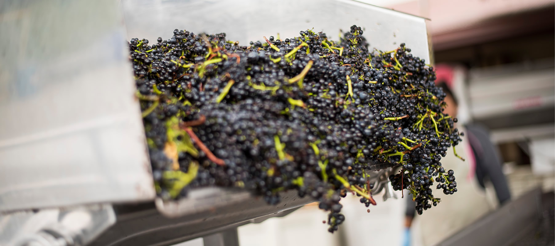 martin-ray-vineyard-and-winery-03-pinot-drop@2x.jpg
