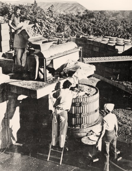 Vintage photo of grapes being processed