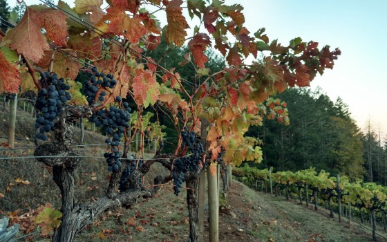 Close up of grape bunches on vines