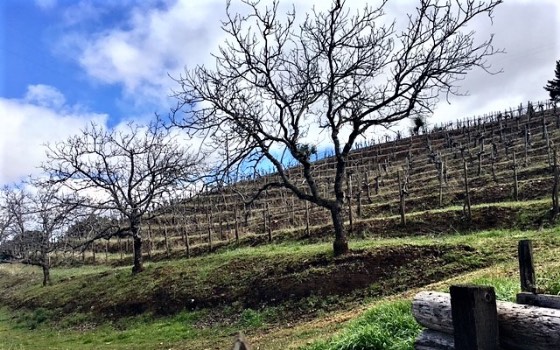 Bare trees with grapevines on hillside behind