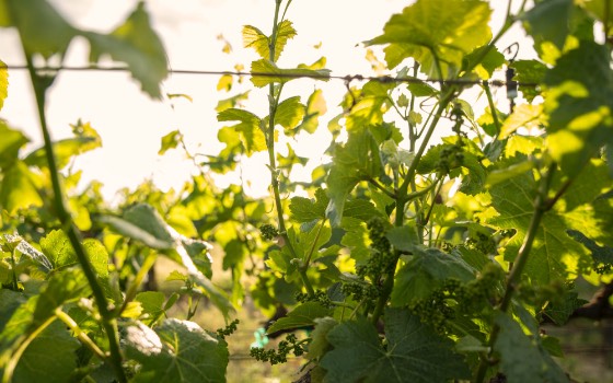 Close-up of grapevines