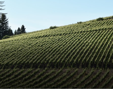 Rows of grapevines