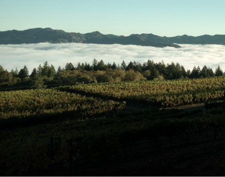 Vineyards with fog in background