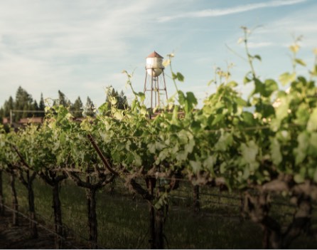 Grapevines with Martin Ray water tower.