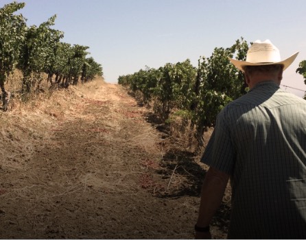 Person walking down rows of grapevines