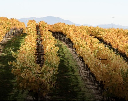 Grapevines in Autum colors