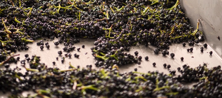Grapes in washing bin