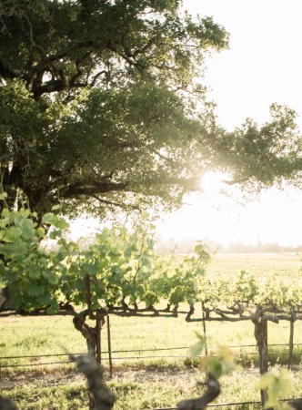 Grapevines with tree and sun in background