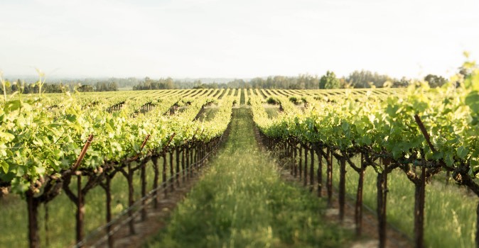 View down grapevine rows in vineyard