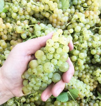 Hand holding bunch of grapes
