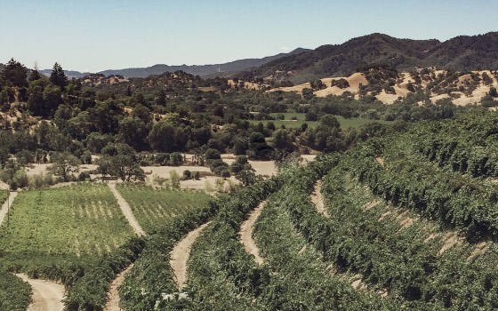 Curved hillside vineyard rows