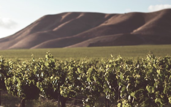 Grapevines with hills in background