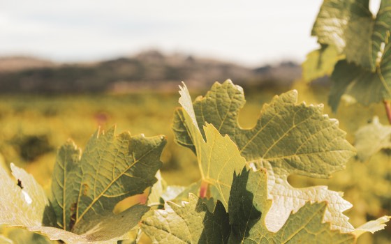 Grapevines with hills in background