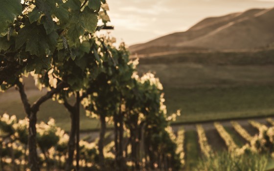 Grapevines with hills in background