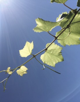 Grapevine close-up