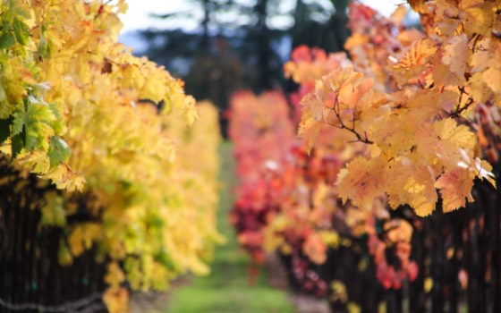 Autumn colors wine vines rows