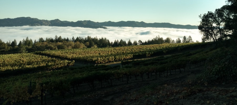 Vineyards with fog in the background