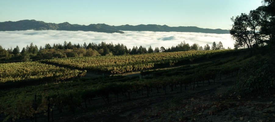 Vineyards with fog in the background