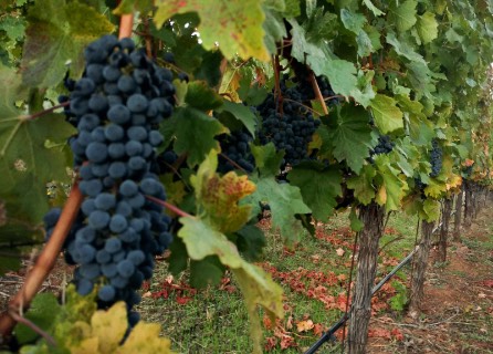 Bunches of grapes on the vine