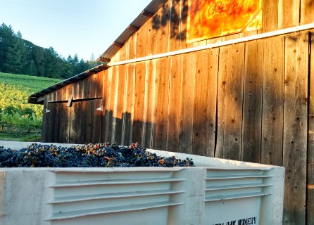 Bins of grapes with barn in background