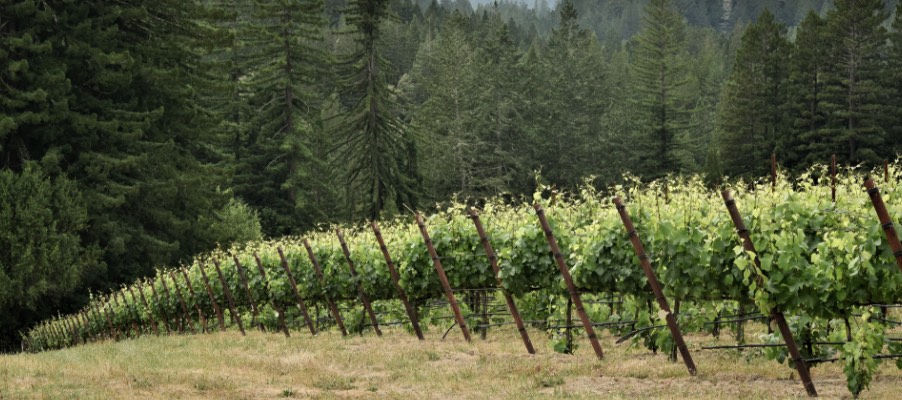 Edge of rows of grapevines