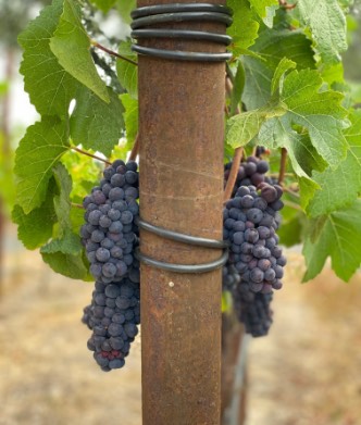 Bunches of grapes on vine near post