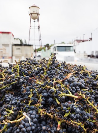 Grapes with Martin Ray water tower in background
