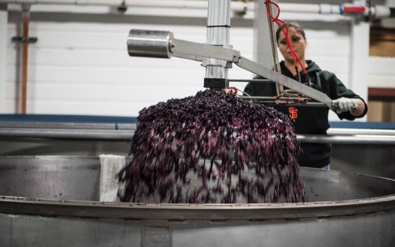 Grapes being processed