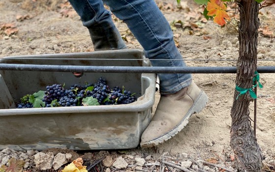 Grape collection bin being pushed by boot