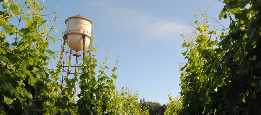 Looking up at Martin Ray water tower from vineyard