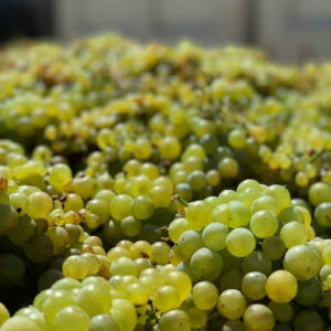 Mill Station Chardonnay Harvest Grapes