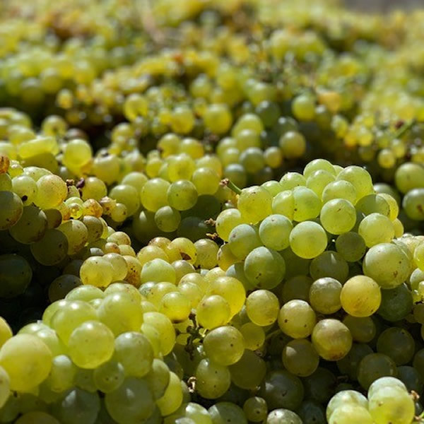 Mill Station Chardonnay Harvest